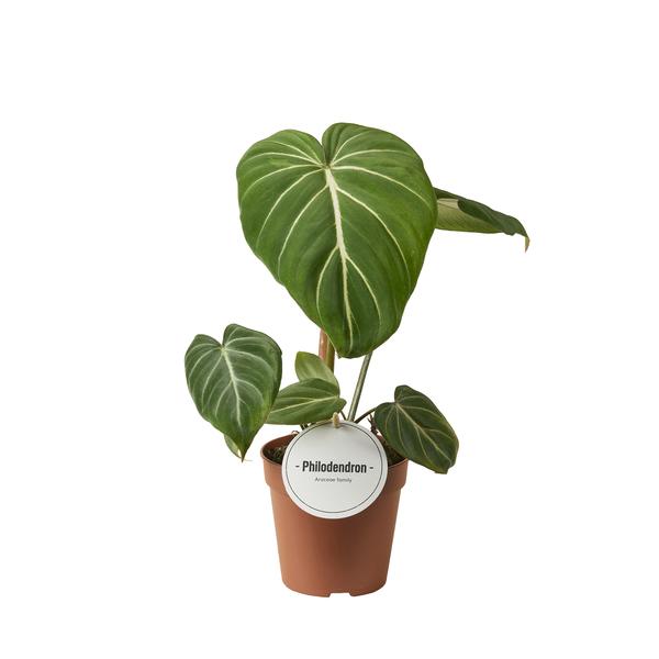 Planten Potmaat 9 tot 15 cm (M)