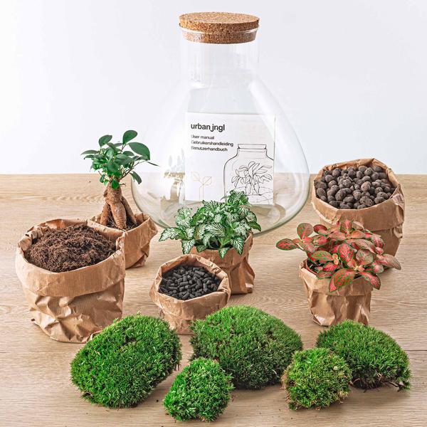 Terrariums DIY