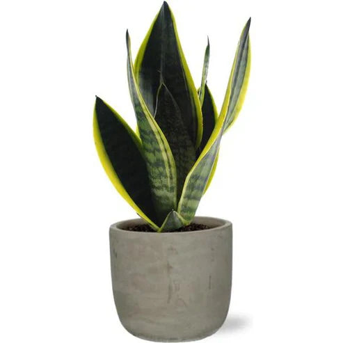 Sansevieria