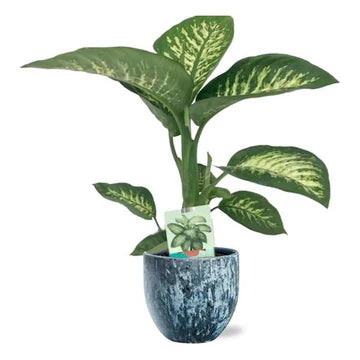 Dieffenbachia