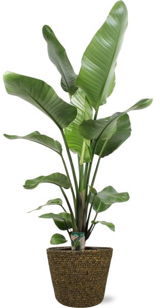 Planten Potmaat 16 tot 25 cm (L)