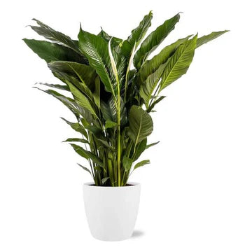 Planten Potmaat vanaf 25 cm (XL)