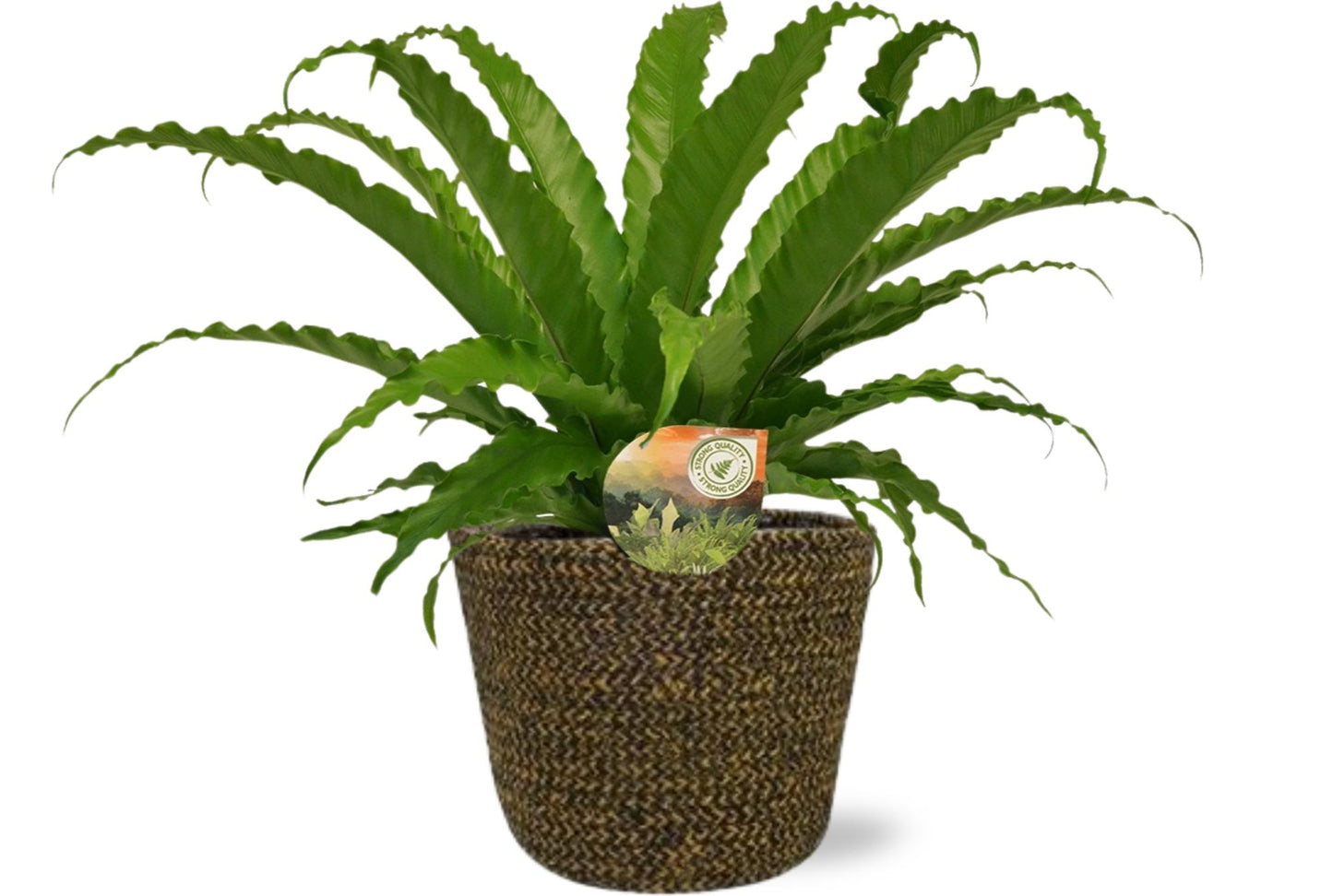 Asplenium Osaka - Ø17cm - ↕40cm + Selin Pot D18x16cm - Zwart