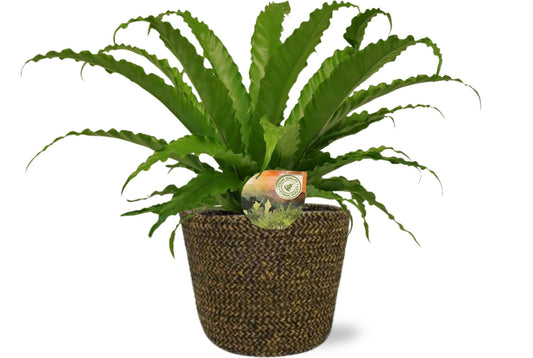 Asplenium Osaka - Ø17cm - ↕40cm + Selin Pot D18x16cm - Zwart