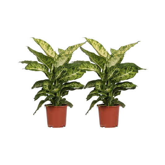 Dieffenbachia Mars - 2 stuks - Ø17cm - ↕50cm