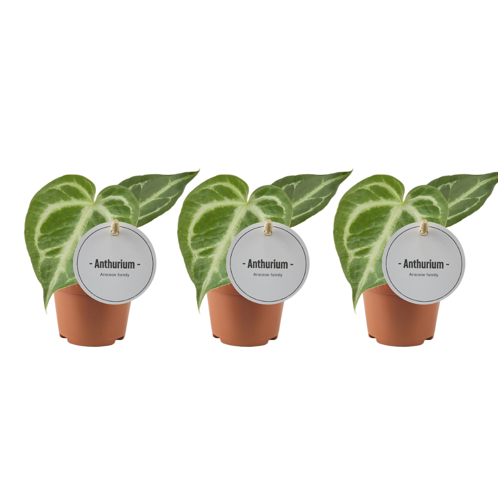 Anthurium Silver Blush - 3 stuks - Ø6cm - ↕15cm