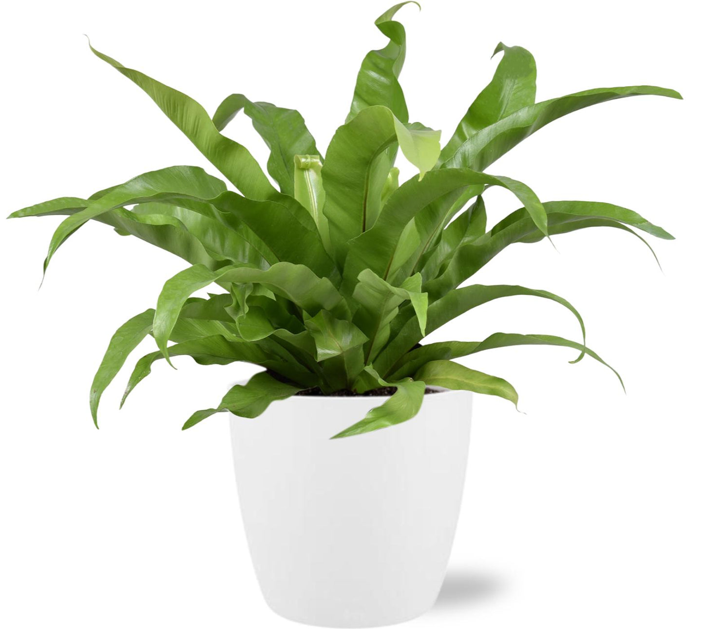 Asplenium Antiquum - Ø17cm - ↕45cm + Pot Brussels D18x17cm - Wit