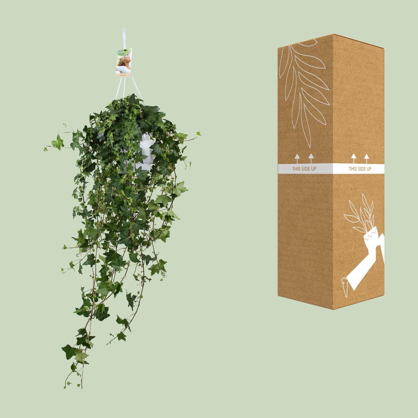 Hedera Helix Pitsburg - Hang/XXL - Ø17cm - ↕90cm