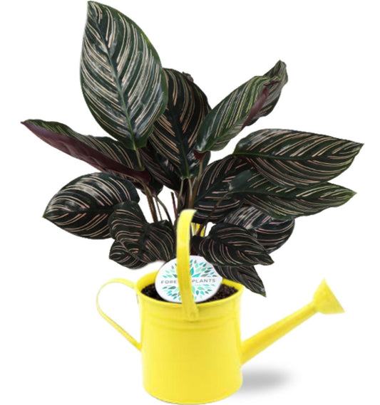 Calathea Ornata - Ø14cm - ↕50cm +  Gieter D14,5x14,5cm - Geel