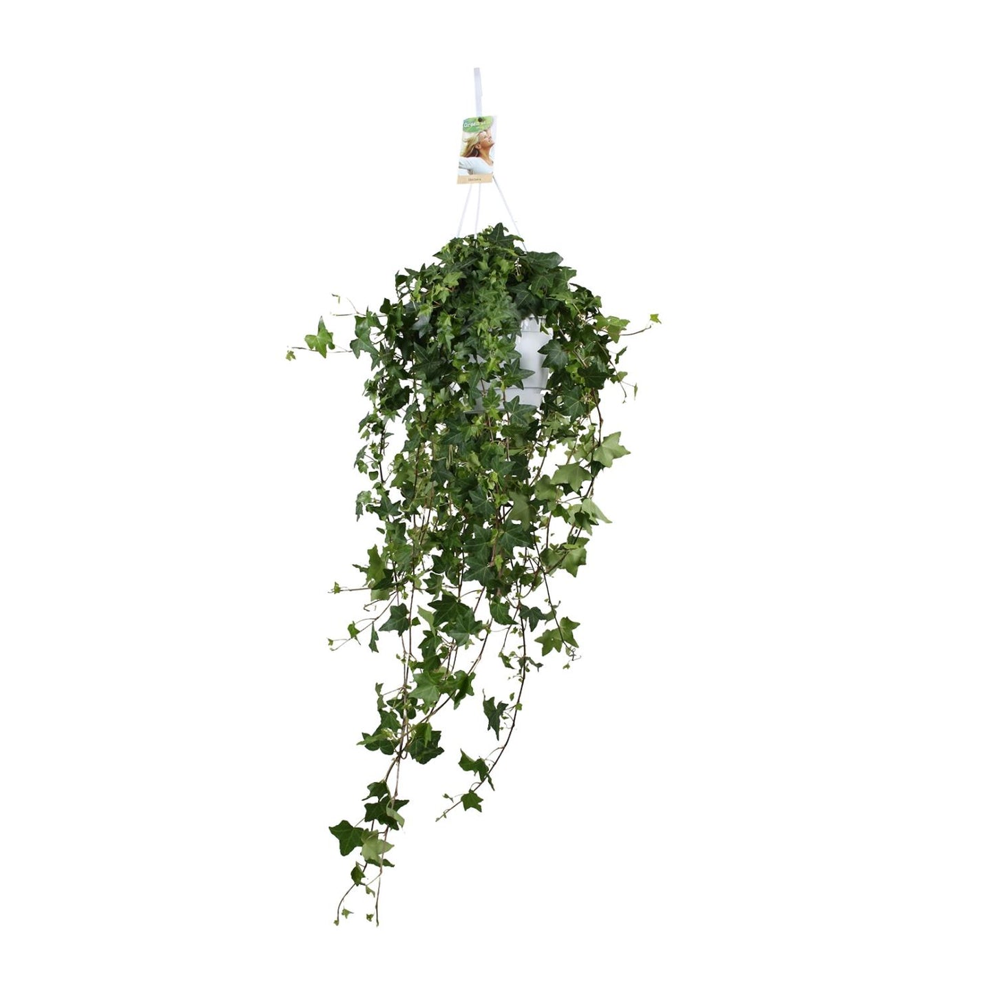 Hedera Helix Pitsburg - Hang/XXL - Ø17cm - ↕90cm