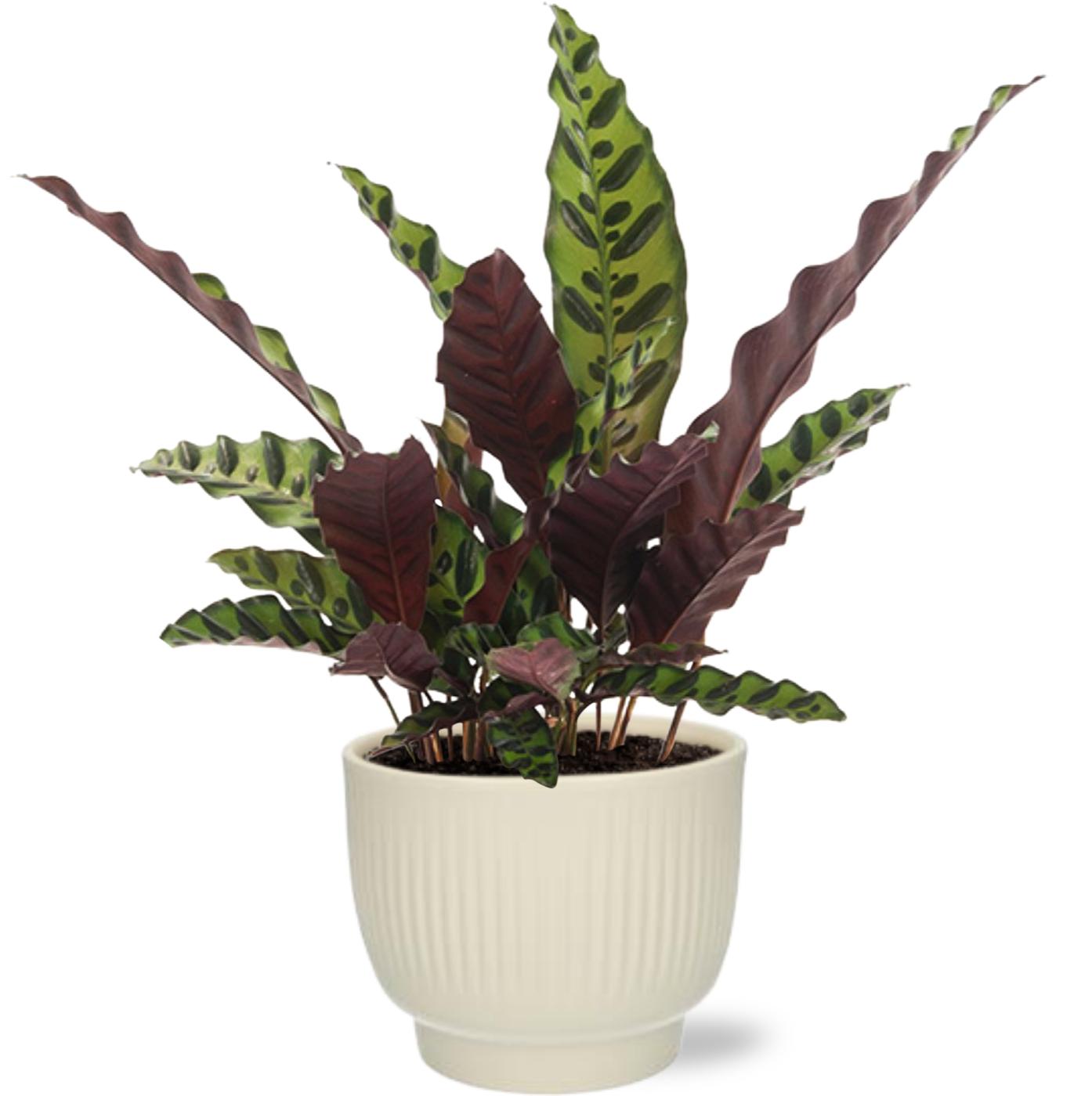 Calathea Insignis - Ø12cm - ↕50cm + Potenza Rib Pot D13x11cm - Wit