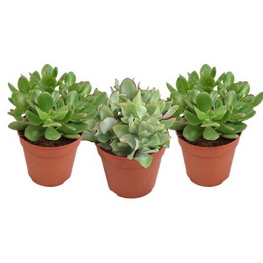 Crassula Gemengd - 3 stuks - Ø12cm - ↕20cm