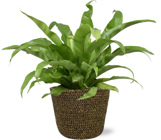 Asplenium Antiquum - Ø17cm - ↕45cm + Selin Pot D18x16cm - Zwart