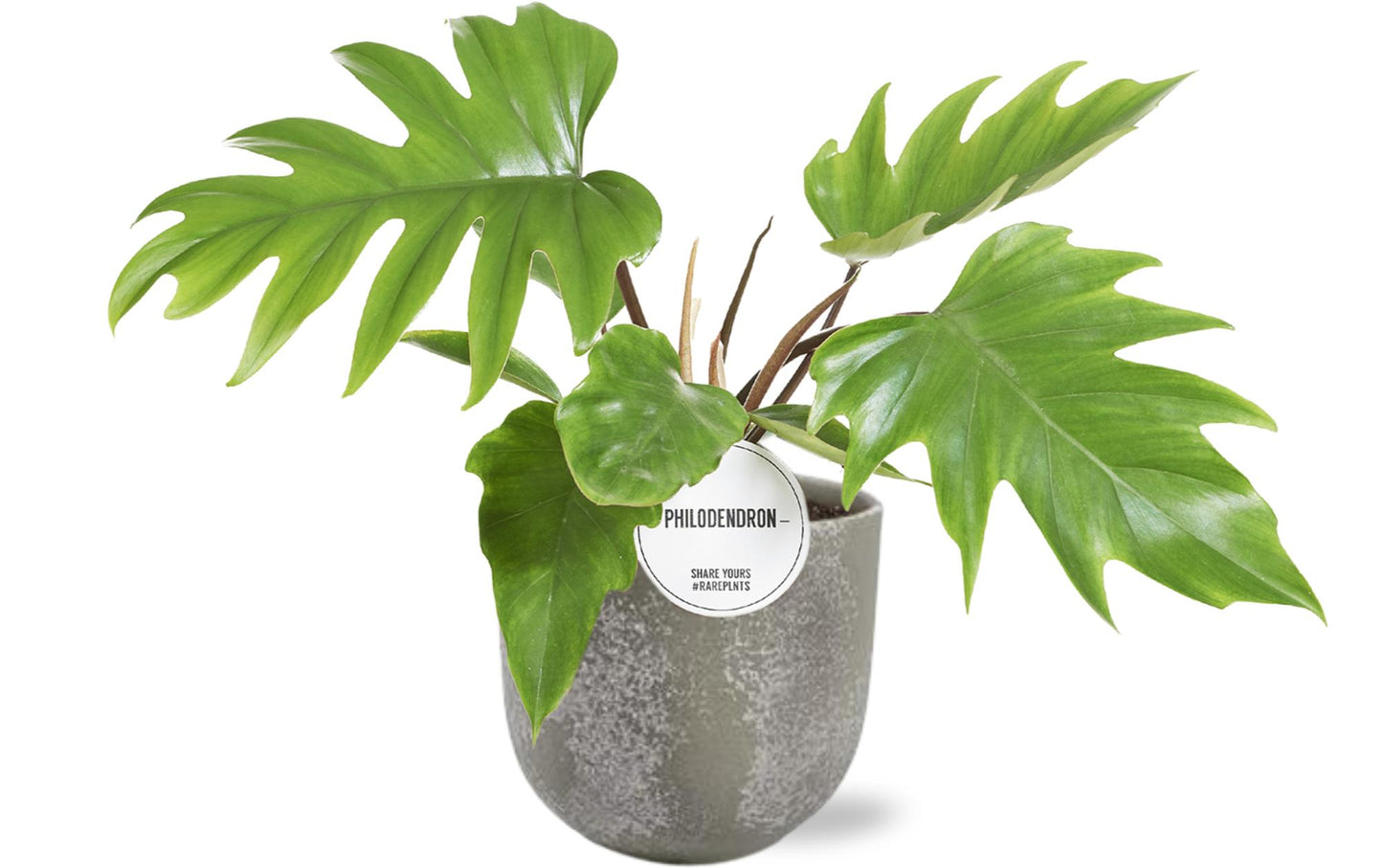 Philodendron Mayoi - Ø15cm - ↕35cm + Natan Pot D17x15cm - Grijs