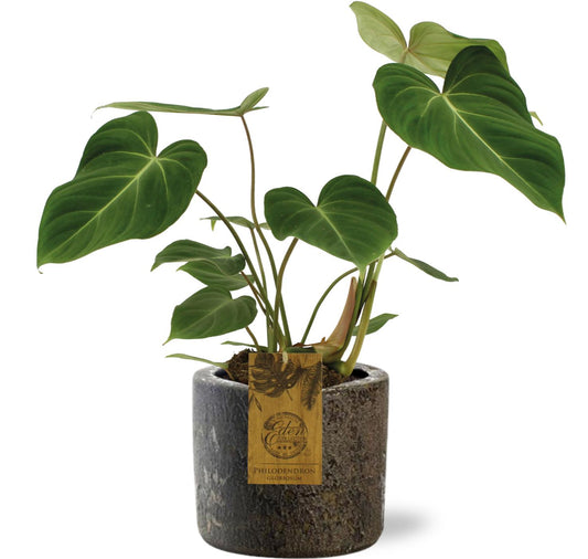 Philodendron Gloriosum - Ø15cm - ↕40cm + Maas Pot D16x14cm - Bruin