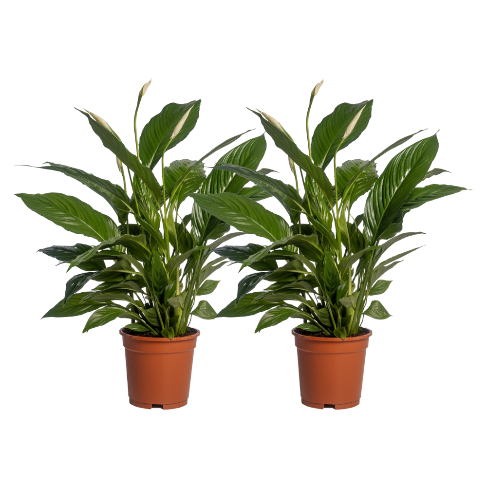 Spathiphyllum Vivaldi - 2 stuks - Ø17cm - ↕70cm