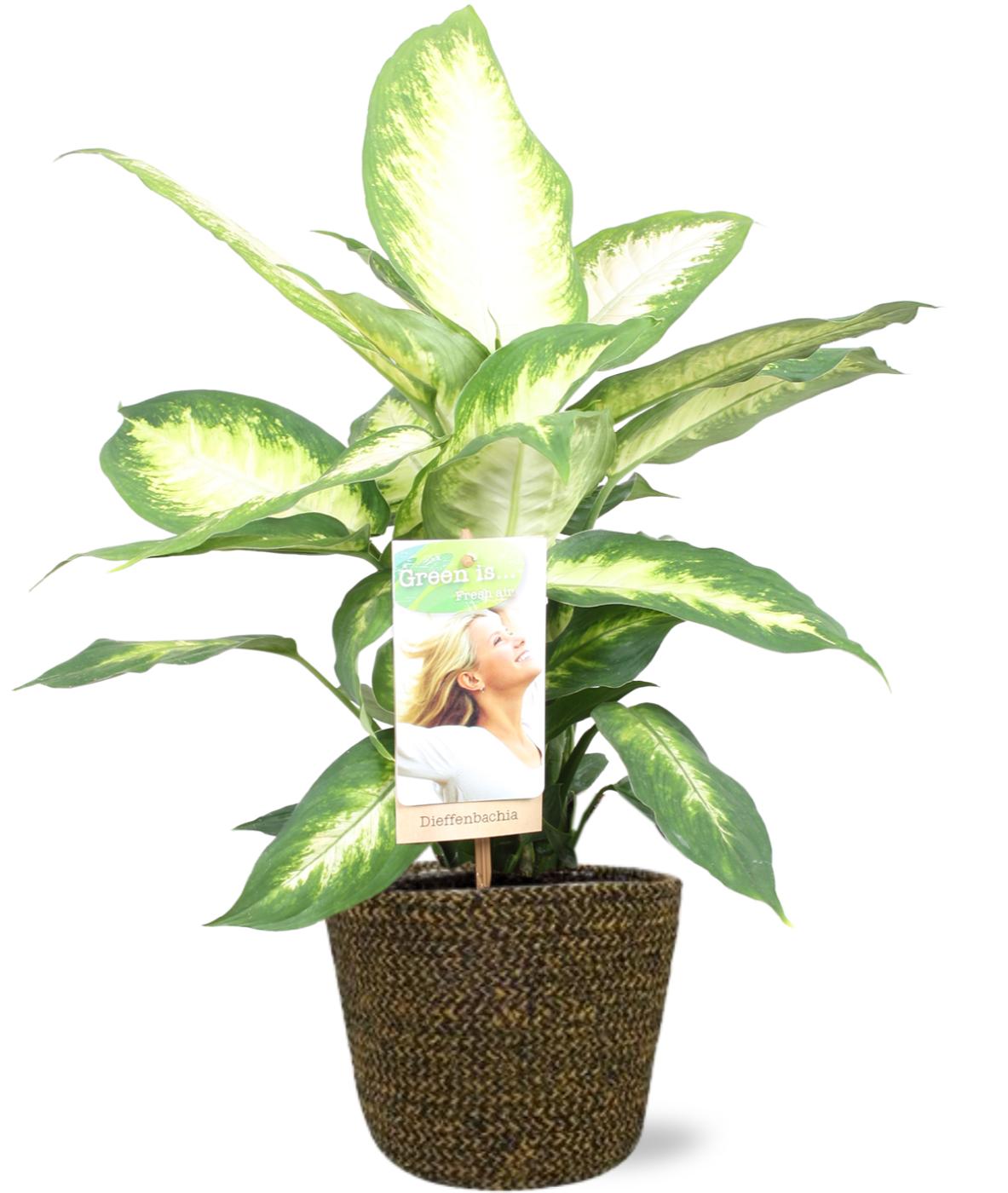 Dieffenbachia Camilla - Ø17cm - ↕45cm + Selin Pot D18x16cm - Zwart