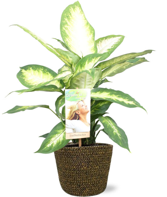 Dieffenbachia Camilla - Ø17cm - ↕45cm + Selin Pot D18x16cm - Zwart