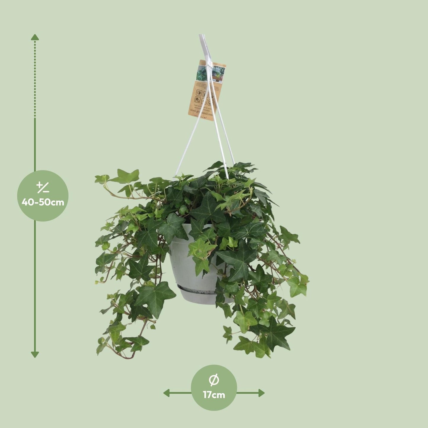 Hedera Helix Groen - Hangpot Wit / Basic - Ø17cm - ↕cm