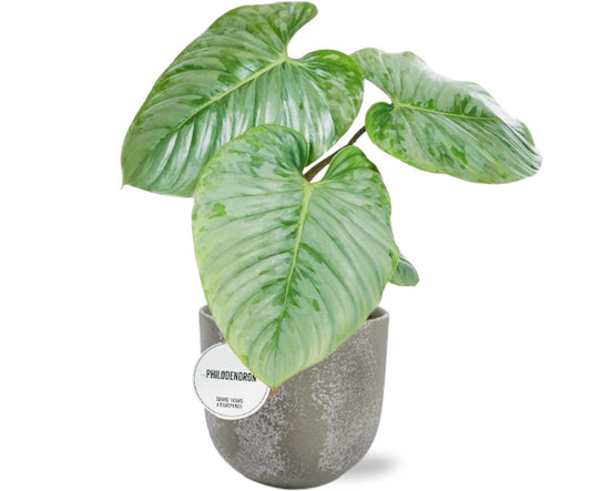 Philodendron Sodiroi - Ø15cm - ↕45cm + Natan Pot D17x15cm - Grijs