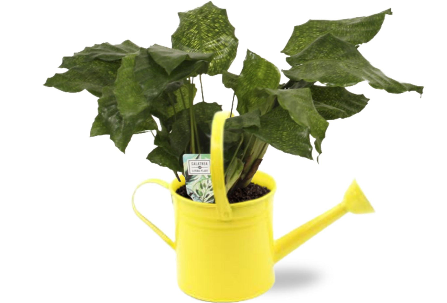 Calathea Network - Ø14cm - ↕30cm + Gieter D14,5x14,5cm - Geel