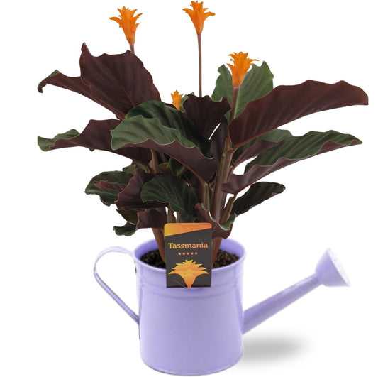 Calathea Crocata - Ø14cm - ↕40cm + Gieter D14,5x14,5cm - Paars