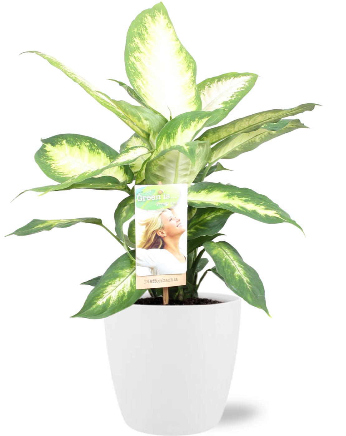 Dieffenbachia Camilla - Ø17cm - ↕45cm + Pot Brussels D18x17cm - Wit