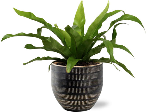 Asplenium Antiquum - Ø12cm - ↕25cm +  Beau Pot D14x13cm - Zwart