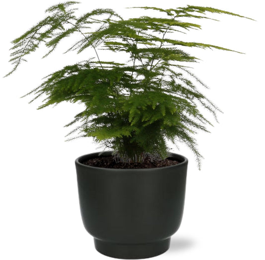 Asparagus Setaceus - Ø12cm - ↕35cm + Potenza Pot D13x11cm - Zwart