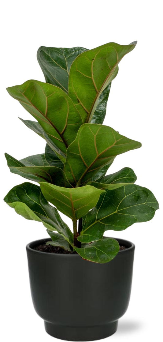 Ficus Lyrata - Ø12cm - ↕30cm + Potenza Pot D13x11cm - Zwart