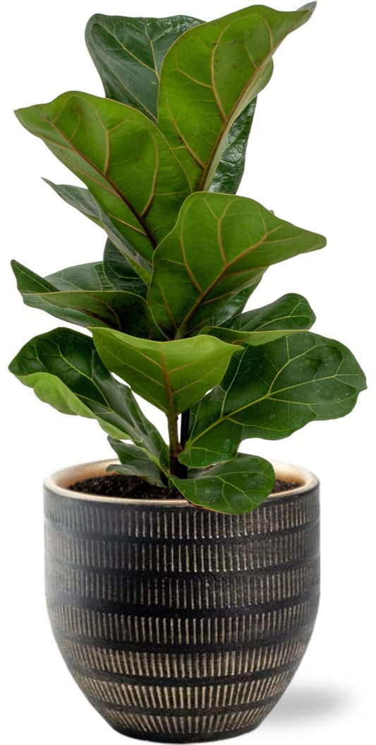 Ficus Lyrata - Ø12cm - ↕30cm + Beau Pot D14x13cm - Zwart