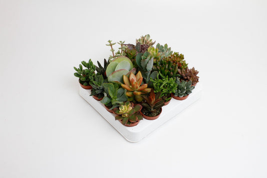 Succulenten Mix - 20 stuks - Ø5,5cm - ↕10cm