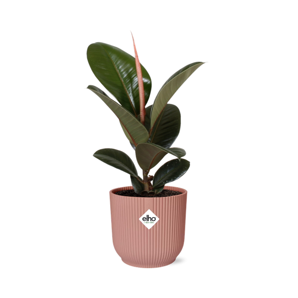 Ficus Elastica ‘Robusta’ in ELHO Vibes Fold 14cm roze