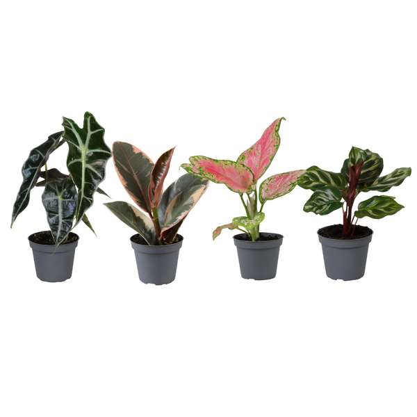 Baby Plantjes Verrassingsbox - Ø6cm - ↕12cm - x4