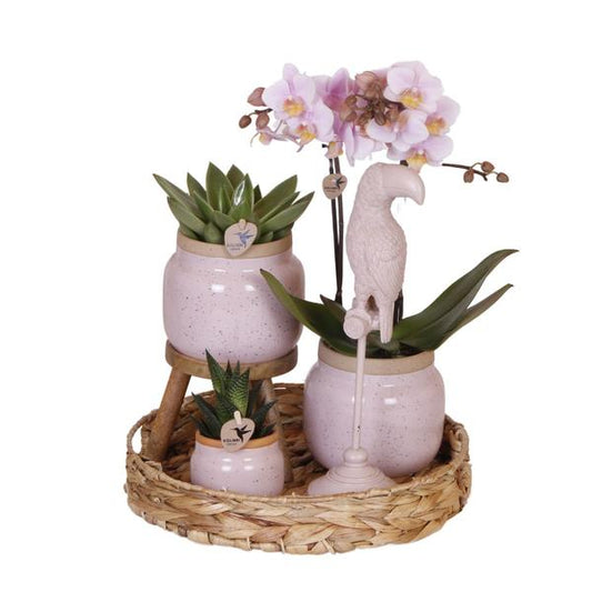 Firma Kolibri | Geschenkset Romantisch| Pflanzenset mit rosa Phalaenopsis-Orchidee und Sukkulenten inkl. Dekotöpfen aus Keramik