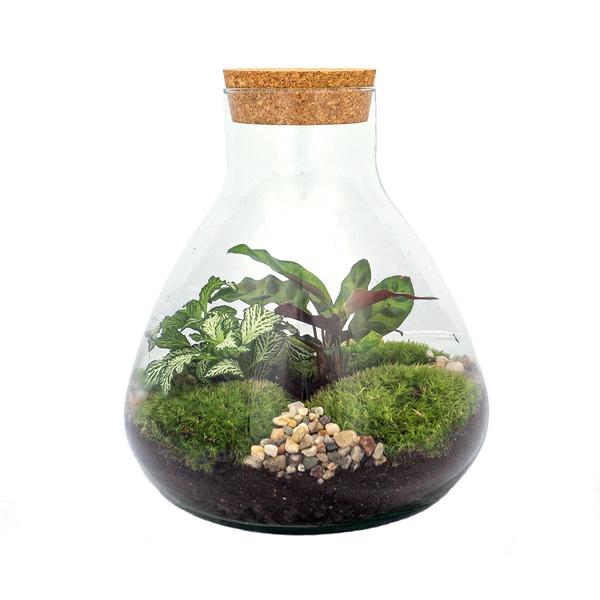 DIY Terrarium – Sammie – ↕ 27 cm