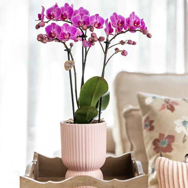 Hummingbird Orchids | Pink purple phalaenopsis orchid - El Salvador + Diabolo pink - pot size Ø9cm | flowering houseplant - fresh from the grower