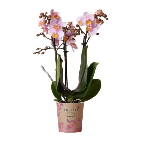 Kolibri-Orchideen | Rosa Phalaenopsis-Orchidee – Andorra – Topfgröße Ø9cm | blühende Zimmerpflanze - frisch vom Züchter