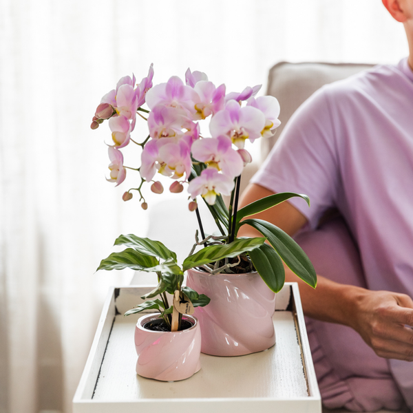 Kolibri-Grün | Grünpflanze - Calathea - grüne Zimmerpflanze - frisch vom Züchter - Ø6cm