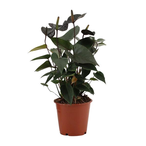 Anthurium Black Love In Transparent Sleeve - Ø12cm - ↕36cm