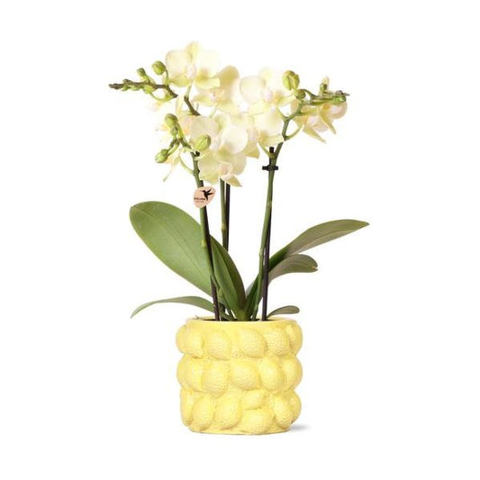 Hummingbird Orchids | yellow Phalaenopsis orchid - Mexico + Citrus decorative pot yellow - pot size Ø9cm | flowering houseplant - fresh from the grower