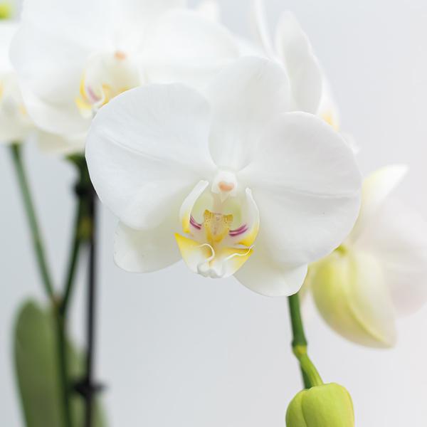 Kolibri-Orchideen | weiße Phalaenopsis Orchidee - Amabilis - Topfgröße Ø9cm | blühende Zimmerpflanze - frisch vom Züchter