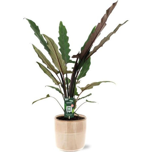 Alocasia Lauterbachiana - Ø19cm - ↕80cm + Terni Pot D20x20cm - Roze