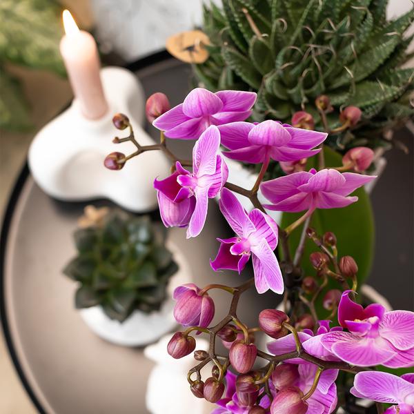 Hummingbird Orchids | Purple/pink Phalaenopsis orchid - Mineral Vienna - pot size Ø9cm | flowering houseplant - fresh from the grower