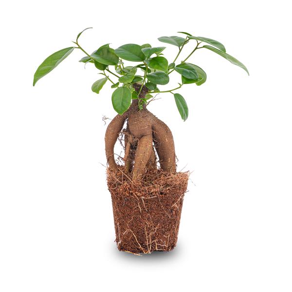 Ficus microcarpa ginseng bonsai  - Potmaat 9