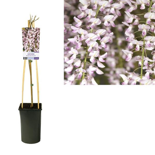 Wisteria Floribunda 'Rosea' + Lichtetikett - Ø17cm - ↕75cm