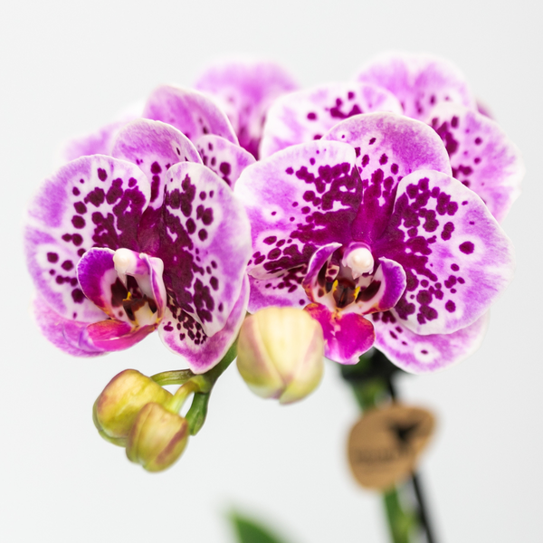 Hummingbird Orchids | Pink purple phalaenopsis orchid - El Salvador - pot size Ø9cm | flowering houseplant - fresh from the grower