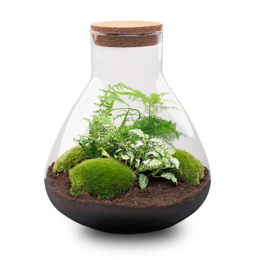 DIY terrarium - Sam XL - ↕ 35 cm