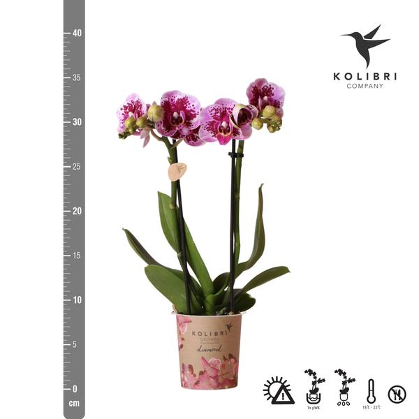 Hummingbird Orchids | Pink purple phalaenopsis orchid - El Salvador - pot size Ø9cm | flowering houseplant - fresh from the grower