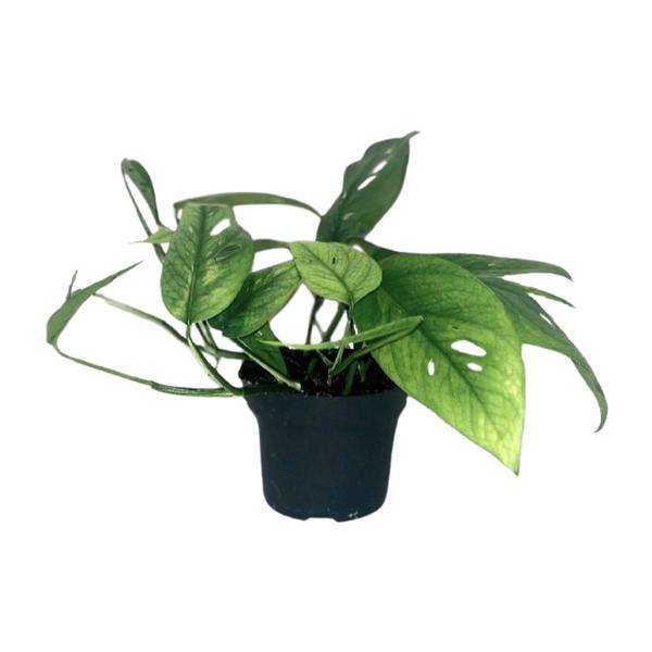 Epipremnum Cebu Blau - Ø12cm - ↕20cm